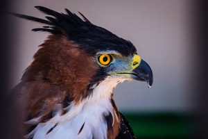 aguila