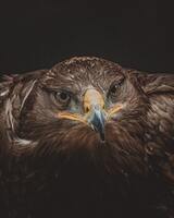 aguila
