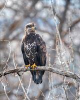 aguila