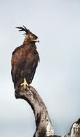aguila