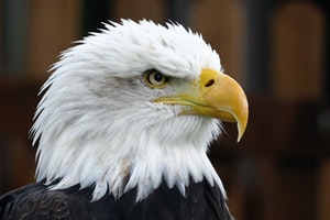 aguila