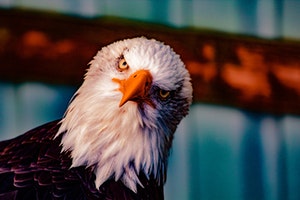 aguila