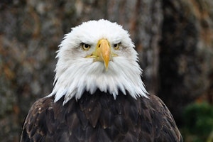 aguila