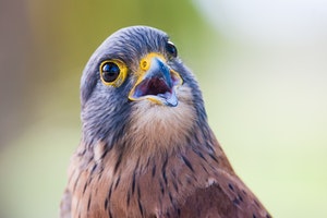 aguila