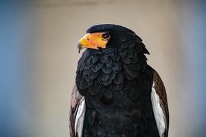 aguila