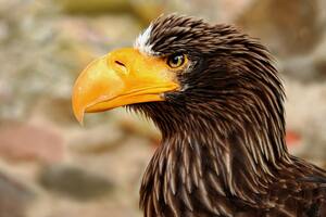 aguila
