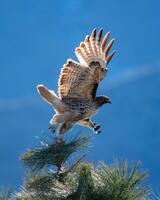 aguila
